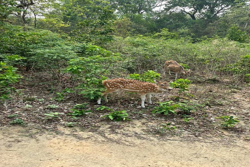 Explore Nature Safari Tour